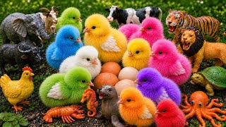 Tangkap Ayam,Hewan Unik,Telur Ayam|Ayam Warna - Warni 