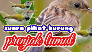Suara pikat burung prenjak lumut