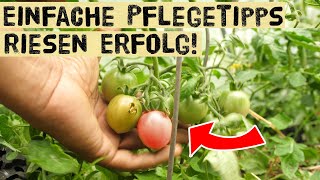 So bleiben deine Tomaten lange gesund! Tägliche Pflegemaßnahmen an Tomaten und erfolgreiche Ernte