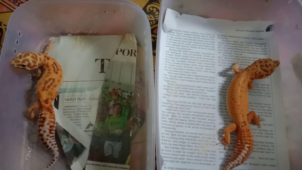 eps 69. Leopard gecko susah kawin?! tonton video inii!!