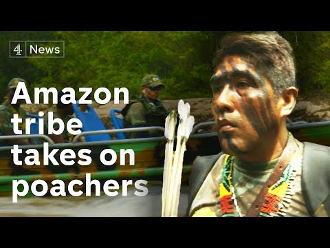 Modern technology helps Amazon tribe combat illegal poaching