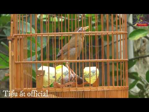 Video CHIM HOA MI HÓT HAY , NHIỀU GIỌNG , GIỌNG GIÀ - youtube