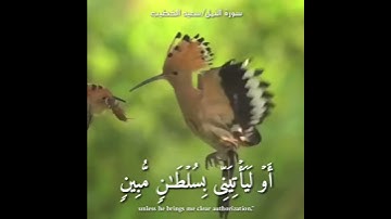 سعيد الخطيب//مقاطع دينية قصيرة//حالات واتس اب قرآن كريم