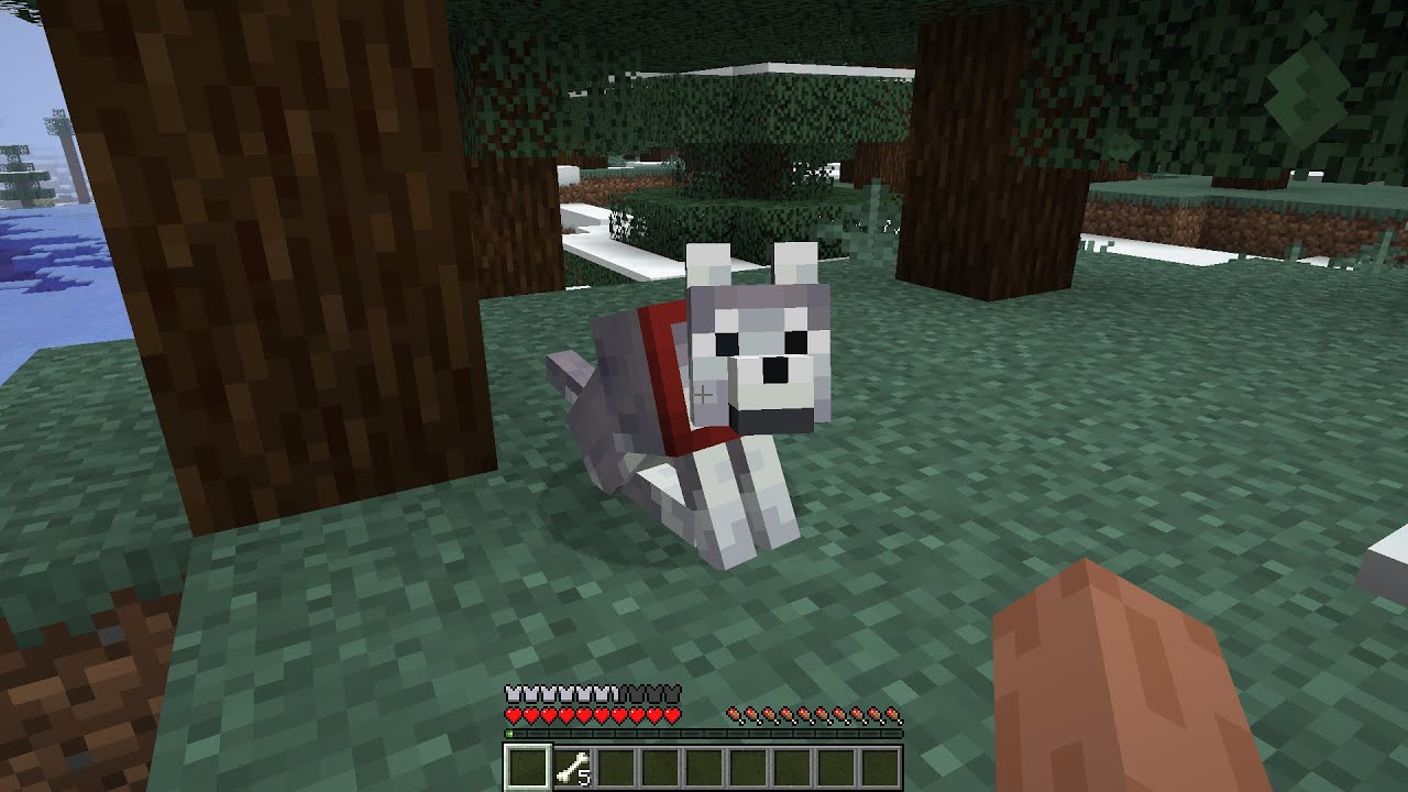 How To Tame Wolves in Minecraft - YouTube