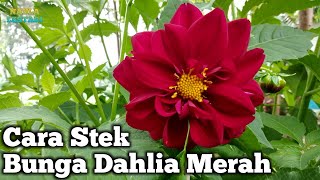 Download Lagu CARA STEK BUNGA DAHLIA MERAH | Nahla Lestari MP3 Download Lagu CARA STEK BUNGA DAHLIA MERAH | Nahla Lestari MP3