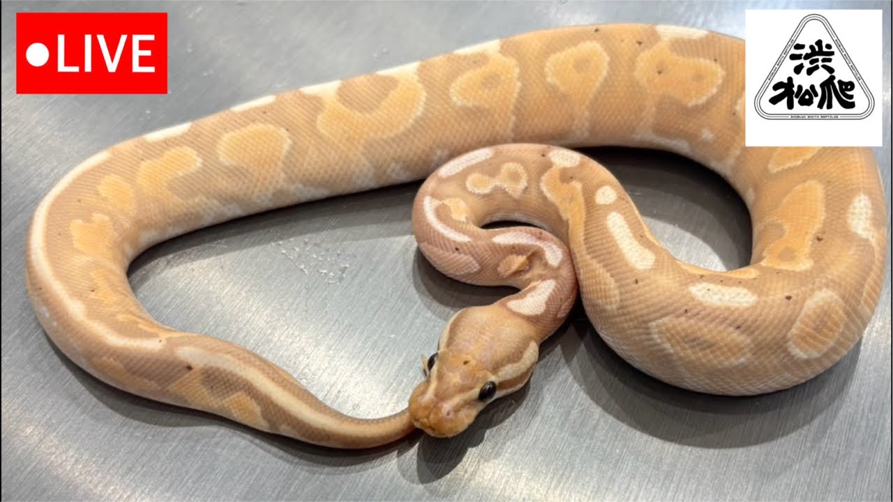 Animal Introduction LIVE [Shibuya Shoto Reptile Club] - YouTube