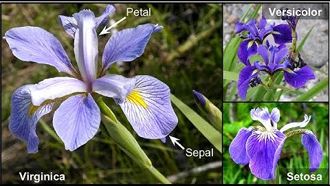 KAGGLE Ortamında Iris Veri Seti Analizi(EDA)
