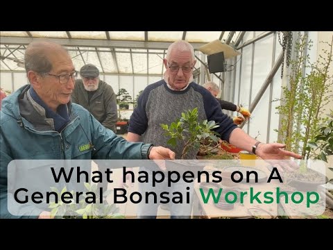 What Happens on a General Bonsai Workshop