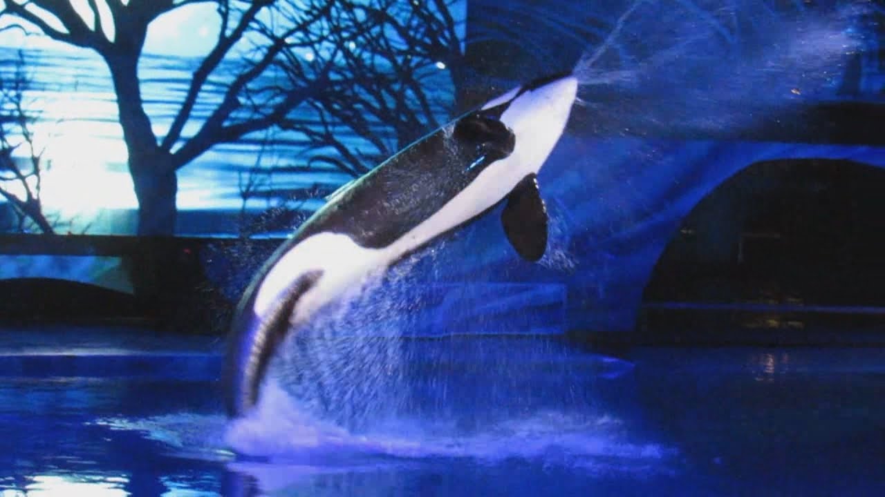 Shamu christmas miracles 2025