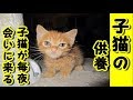 【あの世供養感動 泣ける話 】毎晩亡くなった子猫が現れます 猫の供養 切ない悲しい話人間の情、哀れみを感じて猫が現れるお話！泣ける話 動画 里親・招き猫ちゃんねる