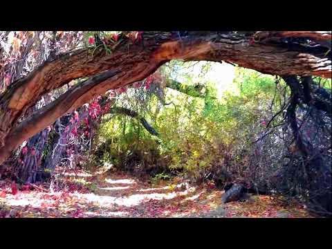 Video: Parque Regional Rancho San Rafael en Reno, Nevada, NV