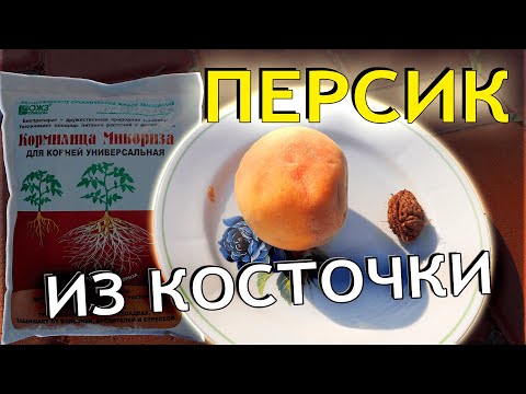 Как вырастить персик из косточки в домашних условиях? Как посадить и прорастить косточку персика?