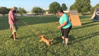 Minka Von Hamundr at 13 weeks old. German Shepherd puppy bite work development with a Julius K9 tug.