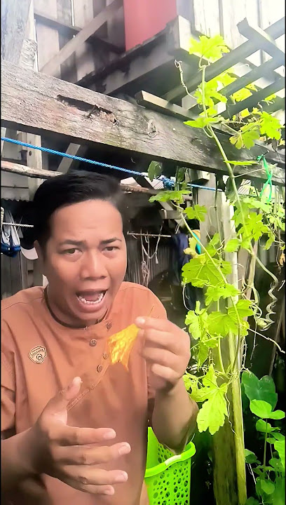 Buah Apa Itu Dek #funny #fruit #farming #comedy #mommy #shortvideo #subscribe #shorts #trending