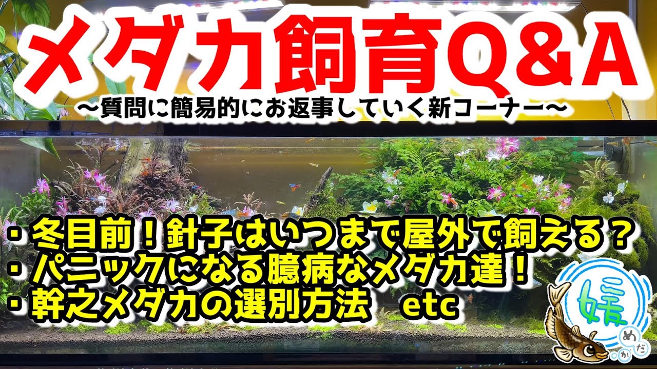 冬目前！針子はいつまで屋外で飼育出来る？全換水はまだいける？臆病なメダカ達！幹之メダカの選別方法～メダカ飼育Q＆A～【媛めだか】