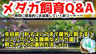 冬目前！針子はいつまで屋外で飼育出来る？全換水はまだいける？臆病なメダカ達！幹之メダカの選別方法～メダカ飼育Q＆A～【媛めだか】