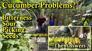 Cucumber Problems & Fixes (Bitter or Sour Cucumbers, Proper Picking size, & Collecting Seeds)