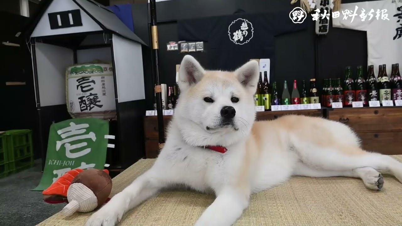 秋田犬新聞】新潟・小林酒店の優美 客のおかげで看板犬に - YouTube