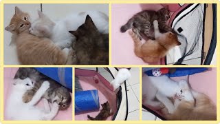 @cc.cutecats CUTE KITTENS : KITTENS OR BUNNIES OR MONKEYS? 😂😅 by CC.CUTECATS 145 views 16 hours ago 2 minutes, 52 seconds