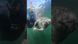 Diver Holds Hands With Manatee