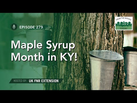 February is Maple Syrup Month in KY! - From the Woods Today - Episode 279