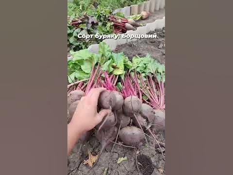 Обзор сорту буряку Борщовий #буряк #врожай #овочі #ріднийфермер # ...