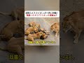 6頭のメスライオンが一斉に行動！ 年老いたオスライオンの運命は？ #ライオン #野生動物 #自然 #アフリカ #動物観察