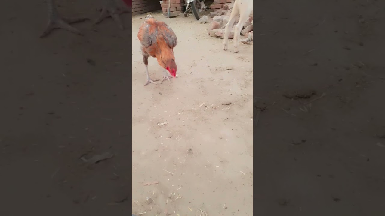 Asheel Murga 🥀 update