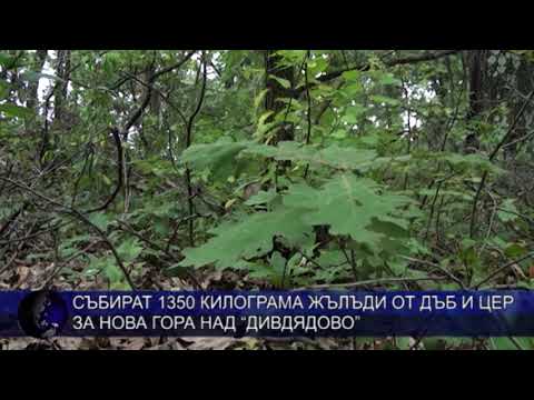 Видео: Скален дъб (29 снимки): цвят на планински дъб, описание на вида и разликите от дръжника, плодове на кавказкото дърво от скални породи