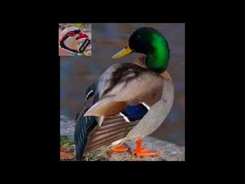 صوت البط ابو حشيش