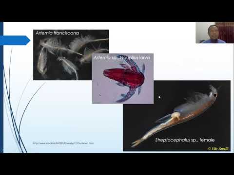 Filum Crustacea (Kelas Branchiopoda dll)