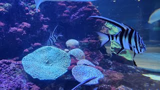 Sensory Colourful Fish Video 8 mins