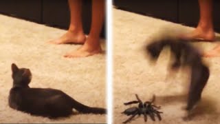 Cats getting startled by fake spiders and other things