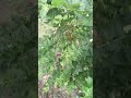 parijat ke pushp ka upay sabhi pareshaniyon se mukti
