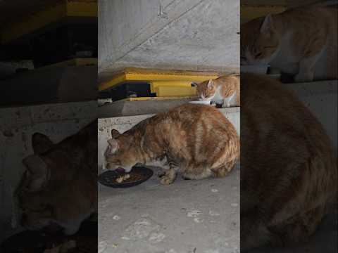 릿지야! 오늘 참 힘든하루구나