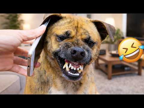 I dare you not to LAUGH at these FUNNY DOGS ๐๐ฆฎ - Best Funny Animals Videos 2026 #374