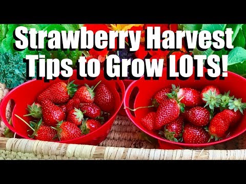 Video: How To Get A Good Harvest Of Strawberries