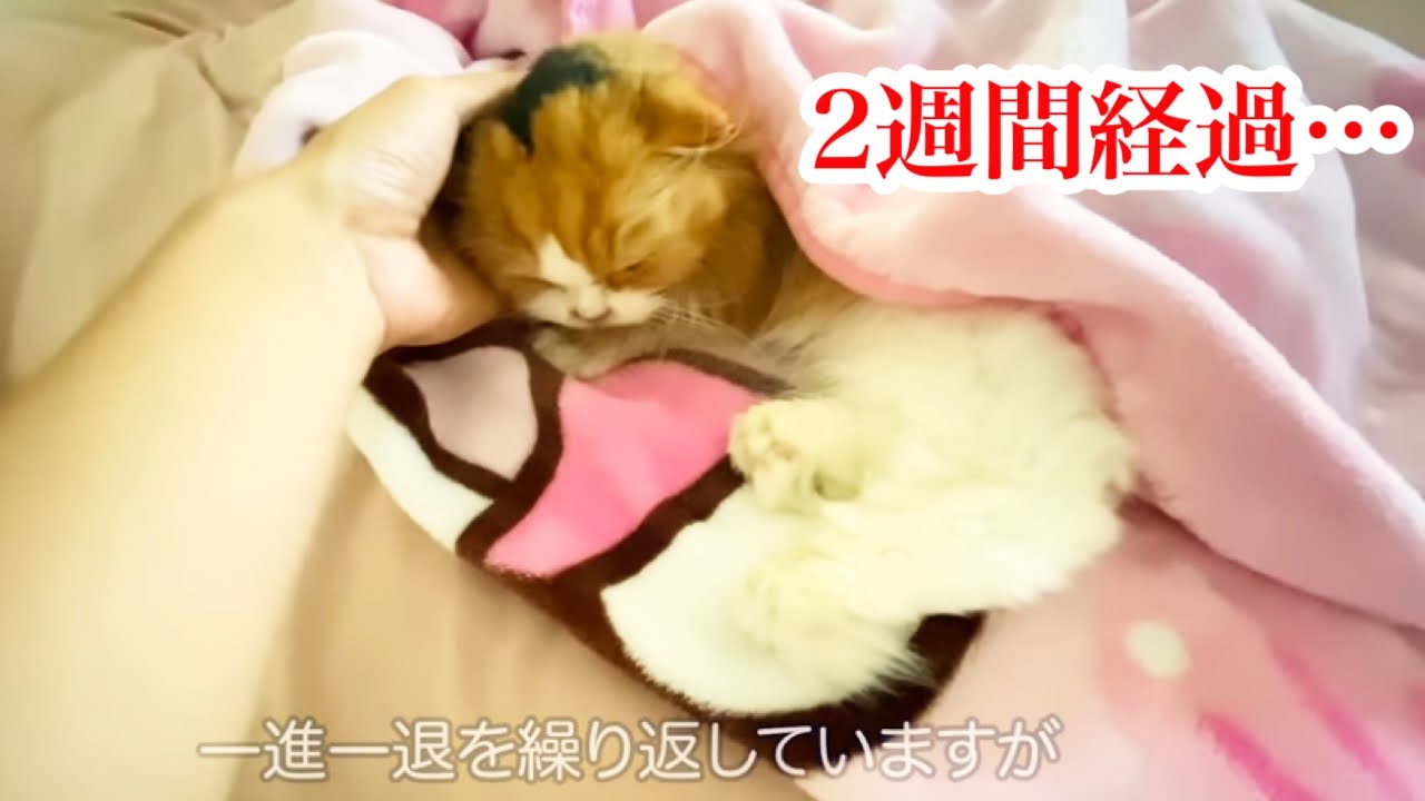 しんコロ しゃべるねこ しおちゃんさん Theoshio のカレンダー ブログ形式twitter Meyou ミーユー