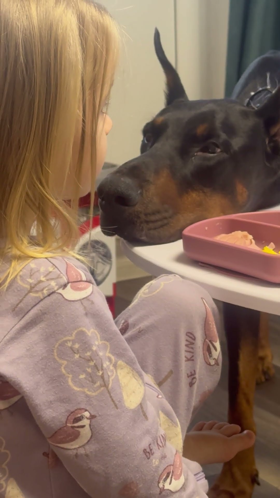 Dobermann Hypnotized By Little Human || ViralHog