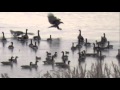 Bald Eagle - Canada Goose Battle in Slow Motion