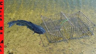 catching catfish pipe trap by