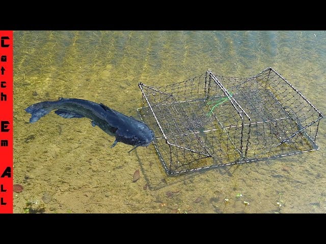 catching catfish pipe trap by