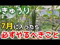 【きゅうり】分かりやすく解説！7月に入ったら必ずやっておくべきこと【家庭菜園】
