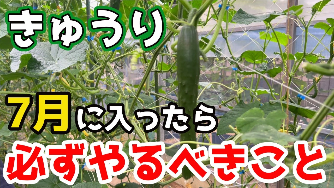 【きゅうり】分かりやすく解説！7月に入ったら必ずやっておくべきこと【家庭菜園】