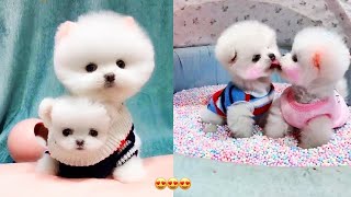 Funny and Cute Dog Pomeranian 😍🐶| Funny Puppy Videos #248 by PiPe Cute 3,361 views 2 years ago 9 minutes, 12 seconds