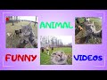Animals Being Way Too Funny