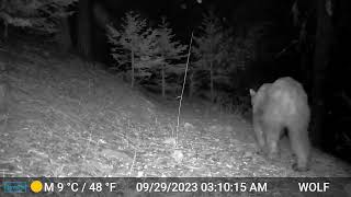 Tehachapi cabin bear