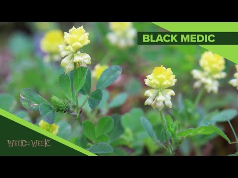 Video: Black Medic Weed - Cum să scapi de Black Medic
