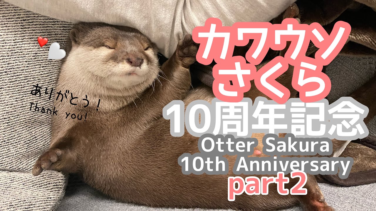 カワウソさくらの10歳を記念して10年間を振り返ってみた！2 Let's