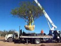 Transplante de Arboles